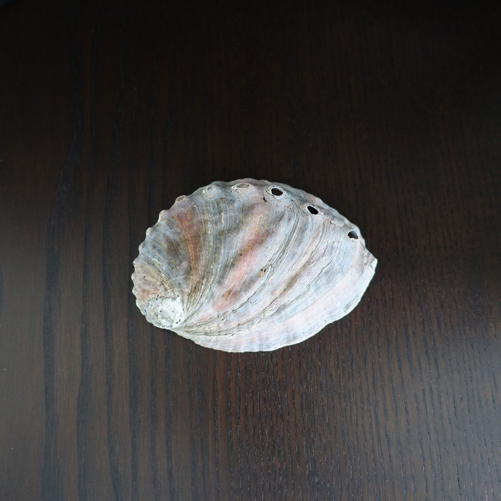 ホワイトセージ・スターターキットS《無農薬》(鮑貝付)