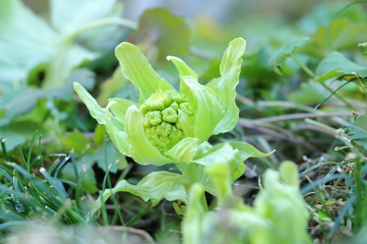 春はデトックス＆浄化のベストタイミング-フラワーエッセンスがお勧めです！