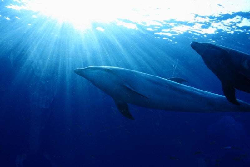 イルカ Dolphin(コルテPHI)15ml-オールマイティ/無条件の愛 ※軽減税率商品